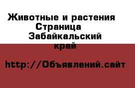  Животные и растения - Страница 2 . Забайкальский край